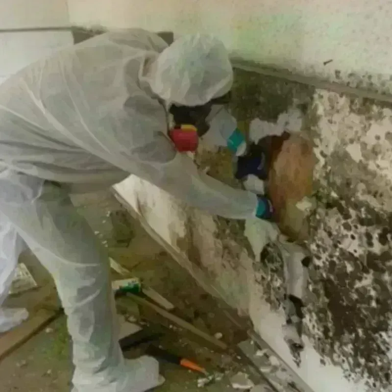 Mold Remediation and Removal in Radford, VA